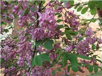 fe734e91-Picture 011.jpg